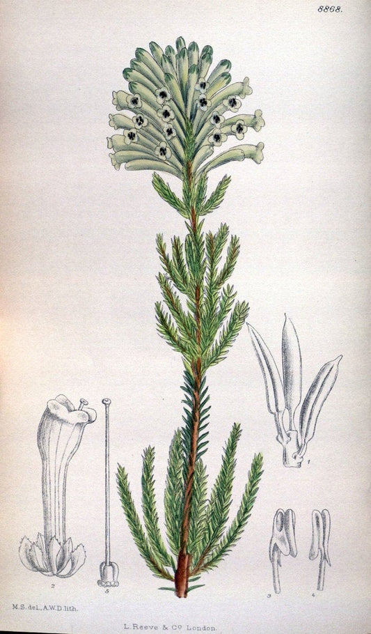 Curtis's botanical magazine. London ; New York [etc.] :Academic Press [etc.]. | "Botanical illustration" Botany Periodicals "Pictorial works" "Plants, Ornamental"  | Vintage Print Reproduction 455337