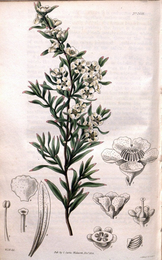 Curtis's botanical magazine. London ; New York [etc.] :Academic Press [etc.]. | "Botanical illustration" Botany Periodicals "Pictorial works" "Plants, Ornamental"  | Vintage Print Reproduction 455338