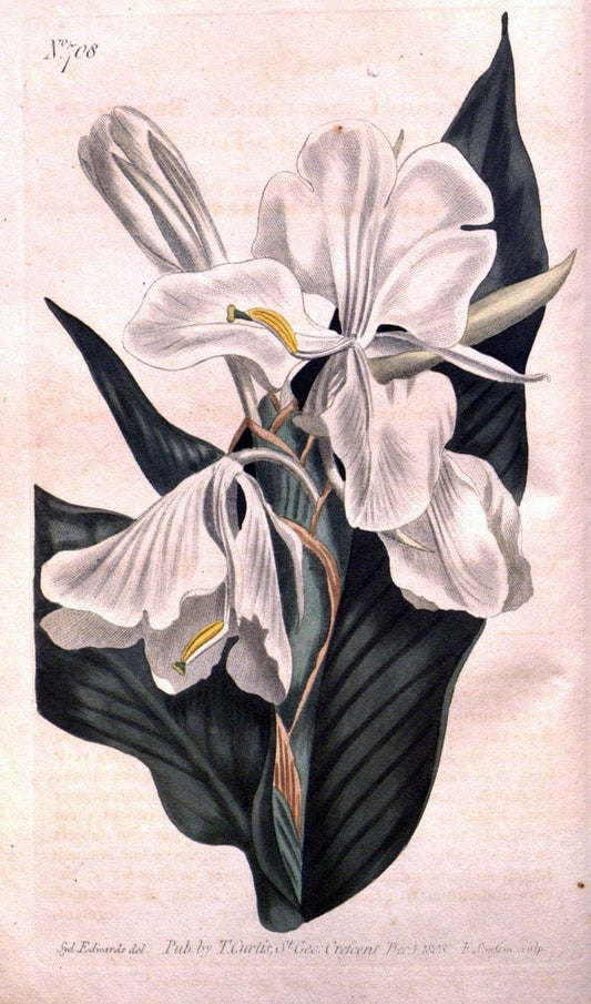 Curtis's botanical magazine..London ;New York [etc.] :Academic Press [etc.]. |  | Vintage Print Reproduction 455339
