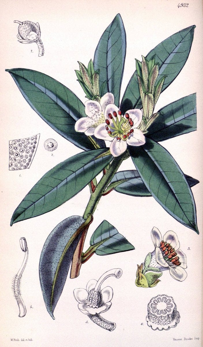Curtis's botanical magazine. London ;New York [etc.] :Academic Press [etc.]. | Botany Periodicals "Pictorial works"  | Vintage Print Reproduction 455340