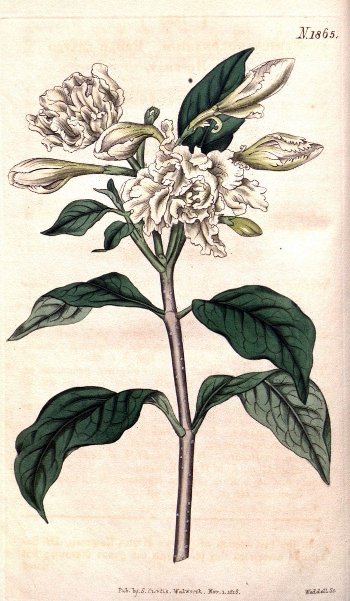 Curtis's botanical magazine. London ; New York [etc.] :Academic Press [etc.]. | "Botanical illustration" Botany Periodicals "Pictorial works" "Plants, Ornamental"  | Vintage Print Reproduction 455342