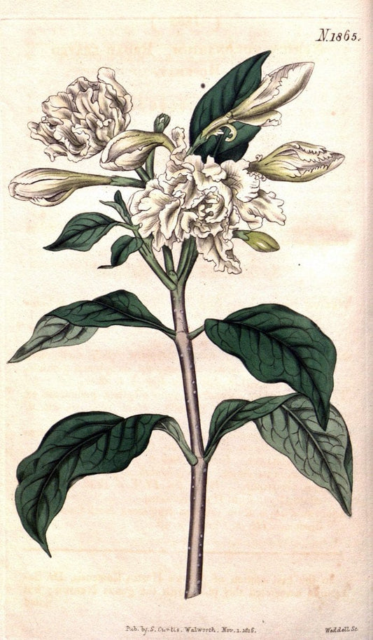 Curtis's botanical magazine. London ; New York [etc.] :Academic Press [etc.]. | "Botanical illustration" Botany Periodicals "Pictorial works" "Plants, Ornamental"  | Vintage Print Reproduction 455342