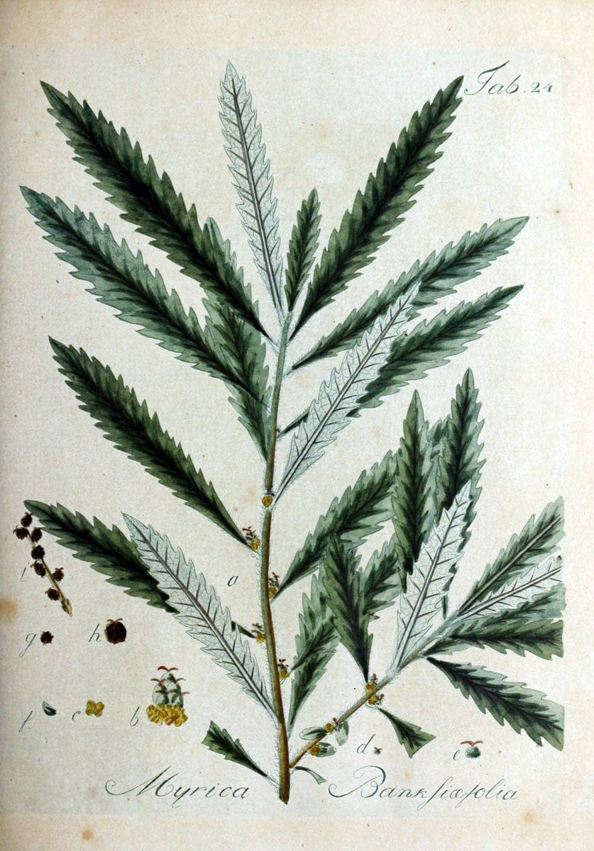 Collectio plantarum tam exoticarum, quam indigenarum, cum delineatione, descriptione cul | Botany | Vintage Print Reproduction 455344