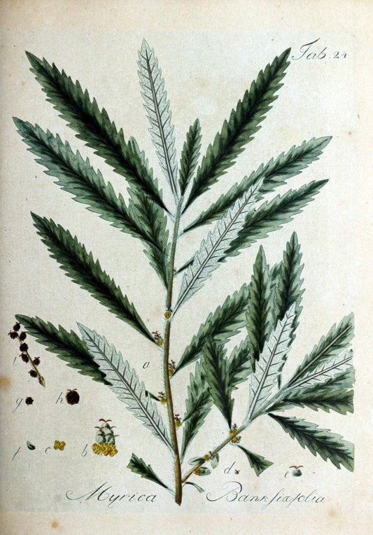 Collectio plantarum tam exoticarum, quam indigenarum, cum delineatione, descriptione cul | Botany | Vintage Print Reproduction 455344