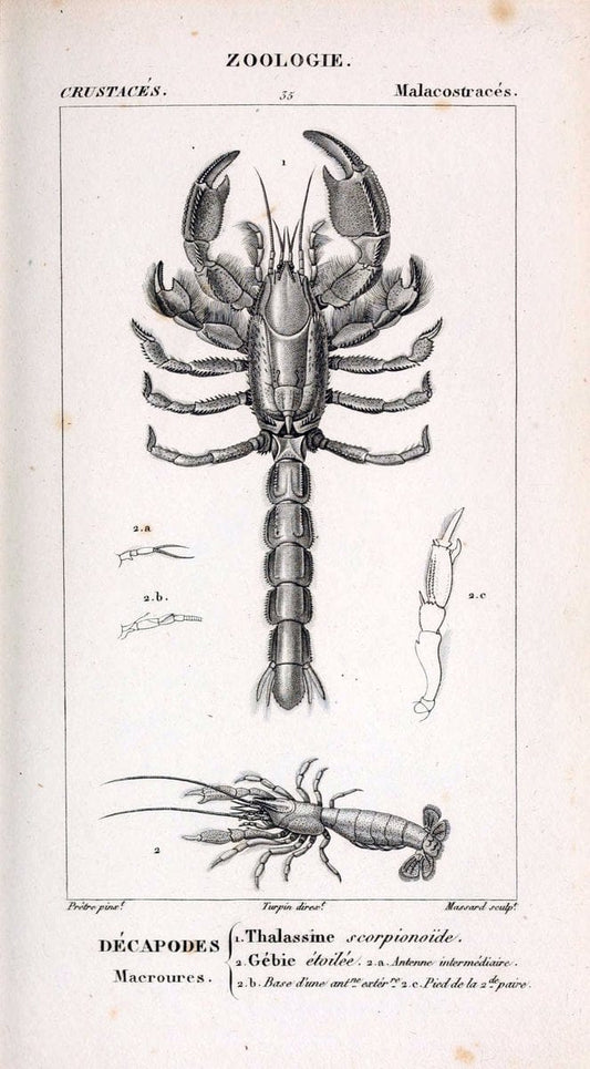 ConsidÃ©rations gÃ©nÃ©rales sur la classe des crustacÃ©s :.Paris :F.G. Levrault,1825.  | Crustacea France Zoology  | Vintage Print Reproduction 455345