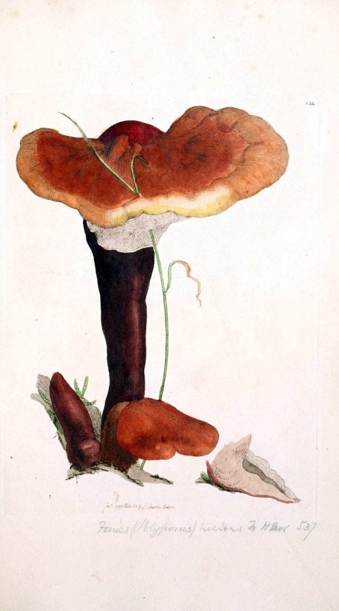 Coloured figures of English fungi or mushrooms. London,Printed by J. Davis,1797-[1809]. | England Mushrooms  | Vintage Print Reproduction 455348