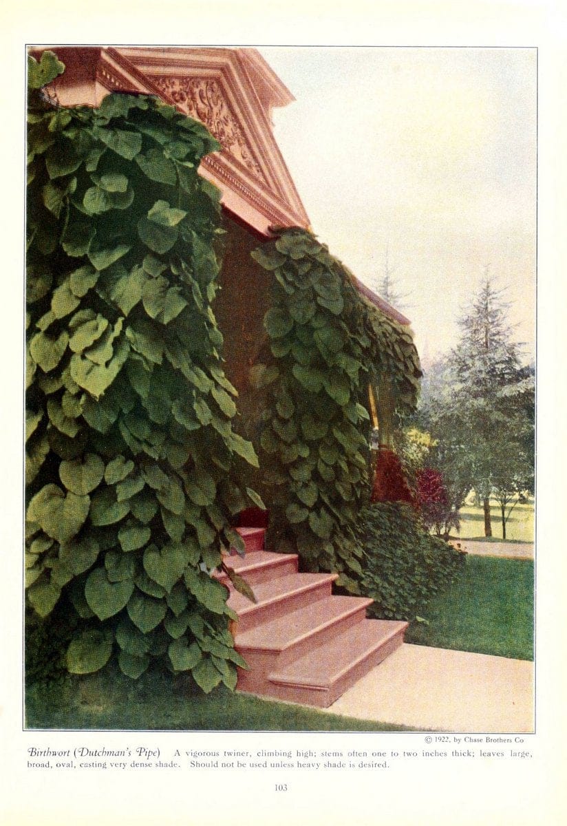 Chase fruit and flowers in natural colorsRochester, N.Y.,Chase brothers company[c1922] | Vintage Print Reproduction 455349