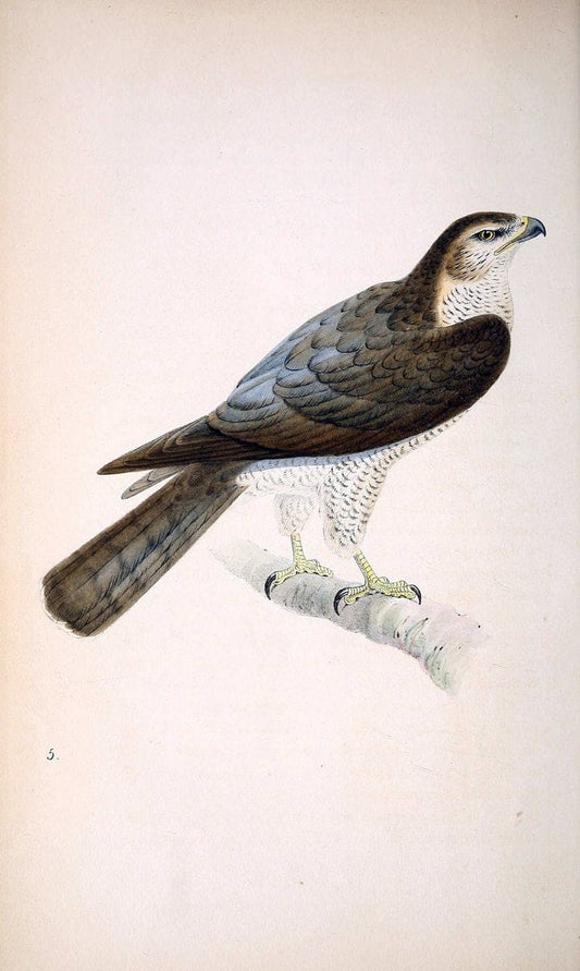 Coloured illustrations of British birds, and their eggs /.London :G.W. Nickisson,1842-1850.. |  | Vintage Print Reproduction 455351