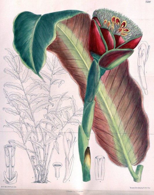 Curtis's botanical magazine. London ; New York [etc.] :Academic Press [etc.]. | "Botanical illustration" Botany Periodicals "Pictorial works" "Plants, Ornamental"  | Vintage Print Reproduction 455352