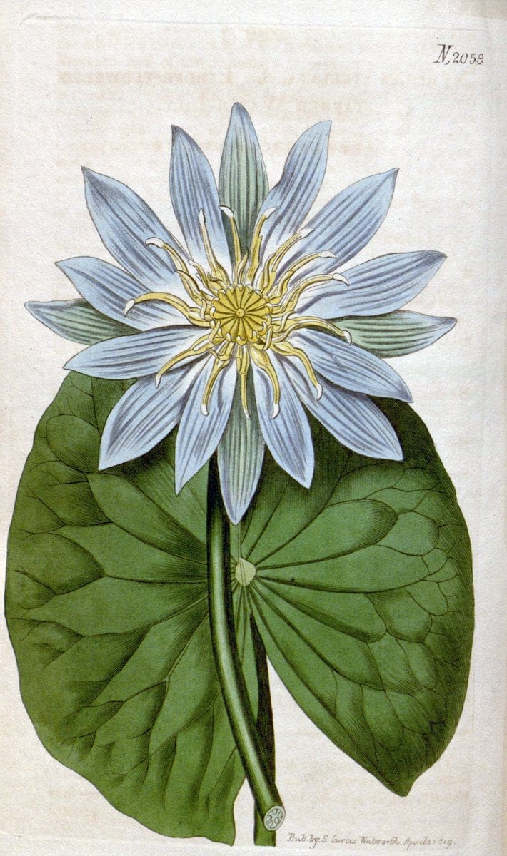 Curtis's botanical magazine. London ; New York [etc.] :Academic Press [etc.]. | "Botanical illustration" Botany Periodicals "Pictorial works" "Plants, Ornamental"  | Vintage Print Reproduction 455353