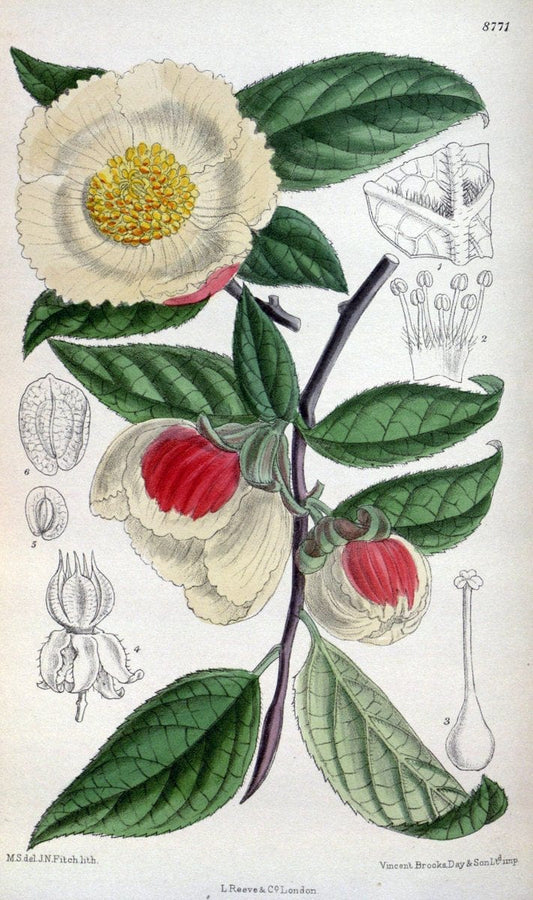 Curtis's botanical magazine. London ; New York [etc.] :Academic Press [etc.]. | "Botanical illustration" Botany Periodicals "Pictorial works" "Plants, Ornamental"  | Vintage Print Reproduction 455355