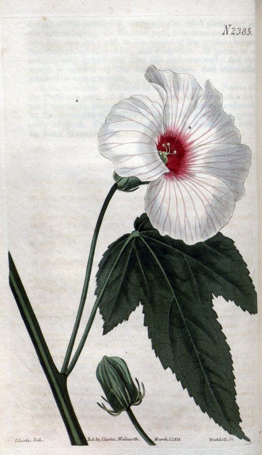 Curtis's botanical magazine. London ; New York [etc.] :Academic Press [etc.]. | "Botanical illustration" Botany Periodicals "Pictorial works" "Plants, Ornamental"  | Vintage Print Reproduction 455357