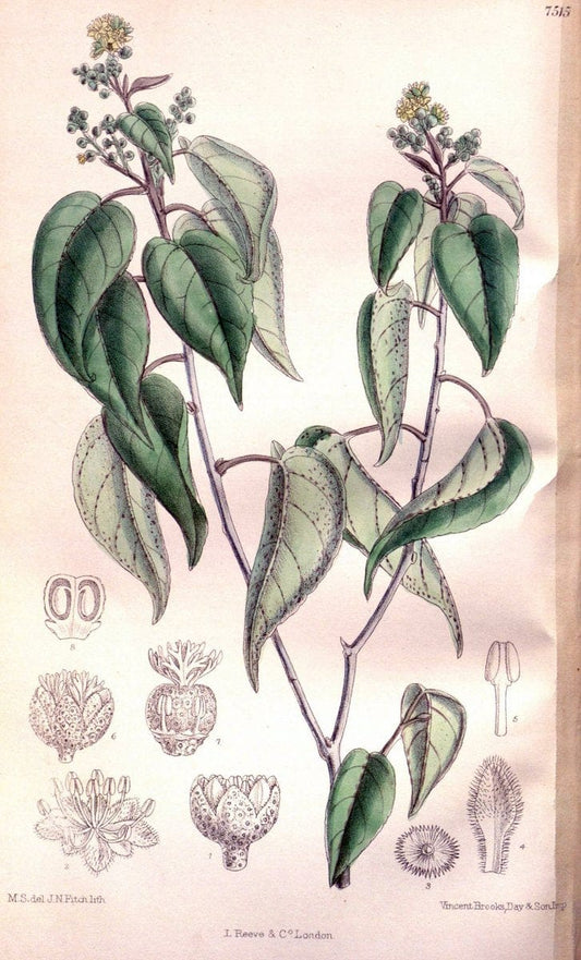Curtis's botanical magazine. London ; New York [etc.] :Academic Press [etc.]. | "Botanical illustration" Botany Periodicals "Pictorial works" "Plants, Ornamental"  | Vintage Print Reproduction 455358