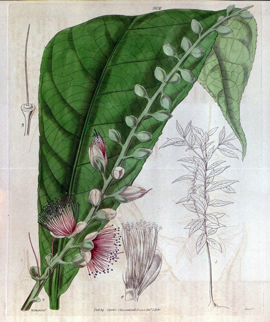 Curtis's botanical magazine. London ; New York [etc.] :Academic Press [etc.]. | "Botanical illustration" Botany Periodicals "Pictorial works" "Plants, Ornamental"  | Vintage Print Reproduction 455361