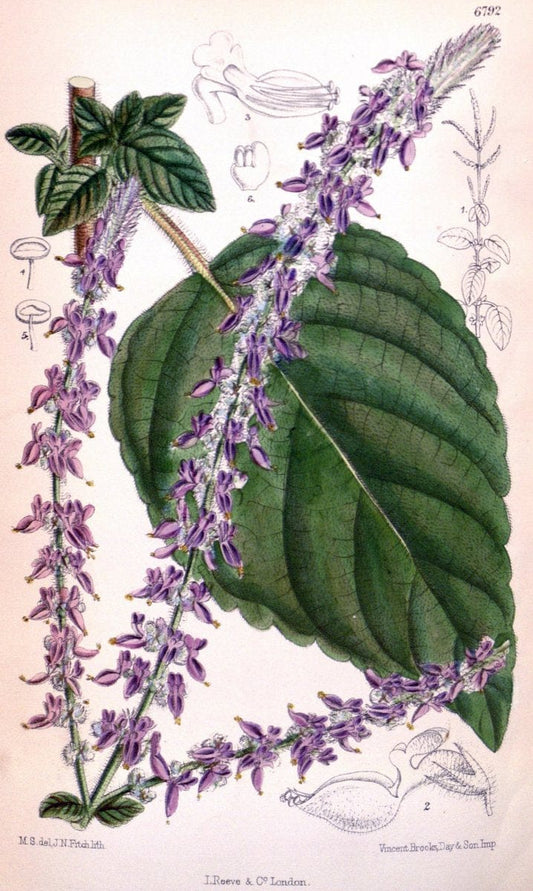 Curtis's botanical magazine. London ; New York [etc.] :Academic Press [etc.]. | "Botanical illustration" Botany Periodicals "Pictorial works" "Plants, Ornamental"  | Vintage Print Reproduction 455364