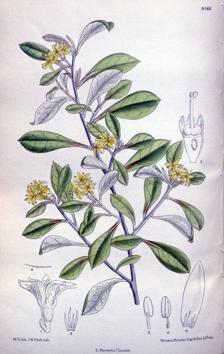Curtis's botanical magazine. London ; New York [etc.] :Academic Press [etc.]. | "Botanical illustration" Botany Periodicals "Pictorial works" "Plants, Ornamental"  | Vintage Print Reproduction 455366