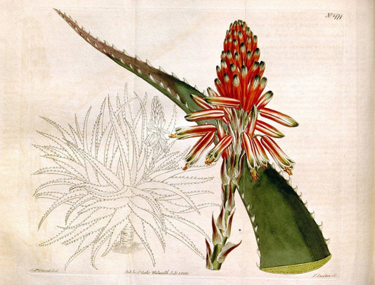 Curtis's botanical magazine. London ;New York [etc.] :Academic Press [etc.]. | Botany Periodicals "Pictorial works"  | Vintage Print Reproduction 455368