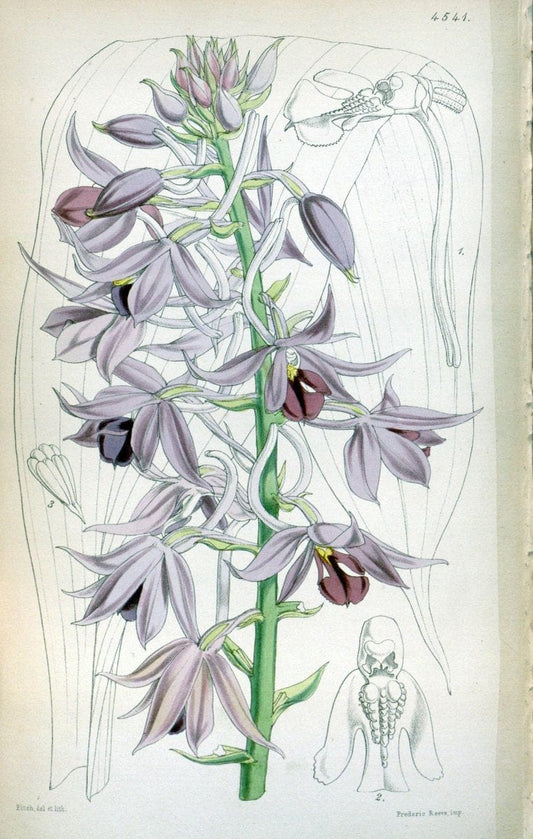 Curtis's botanical magazine. London ;New York [etc.] :Academic Press [etc.]. | Botany Periodicals "Pictorial works"  | Vintage Print Reproduction 455369