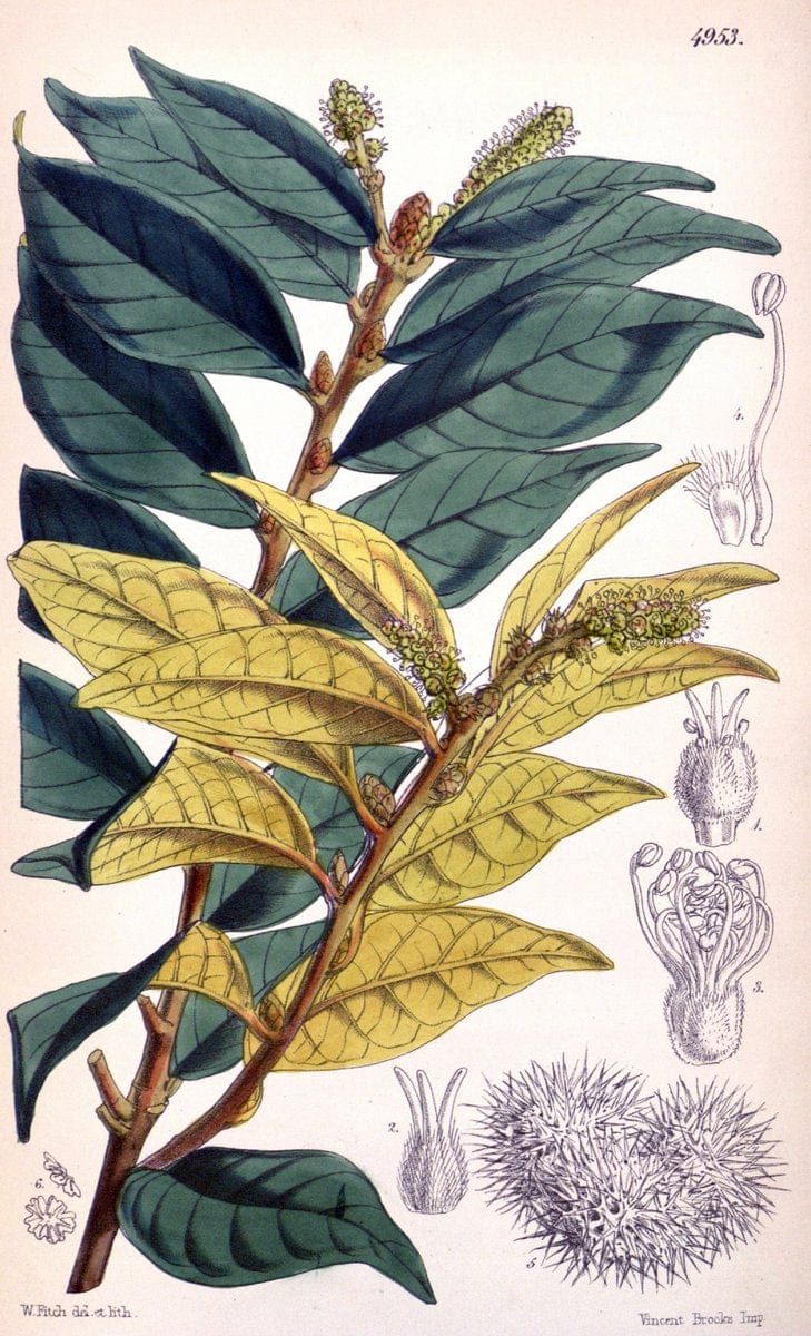 Curtis's botanical magazine. London ;New York [etc.] :Academic Press [etc.]. | Botany Periodicals "Pictorial works"  | Vintage Print Reproduction 455370