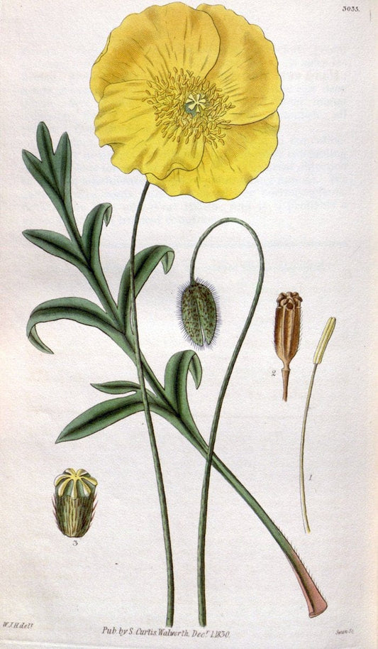 Curtis's botanical magazine. London ;New York [etc.] :Academic Press [etc.]. | Botany Periodicals "Pictorial works"  | Vintage Print Reproduction 455371