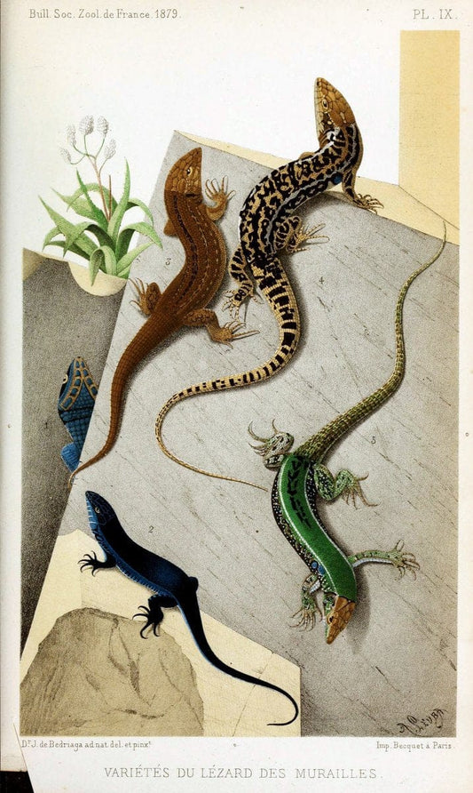 Bulletin de la SociÃ©tÃ© zoologique de France. t.4.Paris:SociÃ©tÃ© zoologique de France. |  | Vintage Print Reproduction 455372