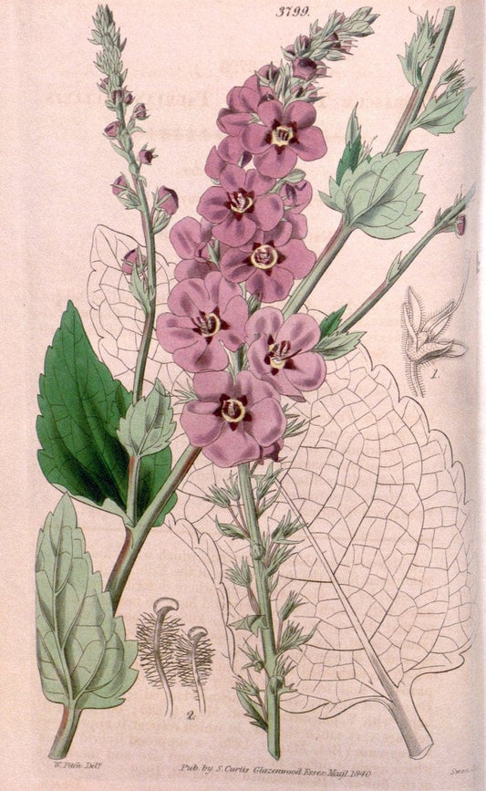Curtis's botanical magazine. London ; New York [etc.] :Academic Press [etc.]. | "Botanical illustration" Botany Periodicals "Pictorial works" "Plants, Ornamental"  | Vintage Print Reproduction 455374