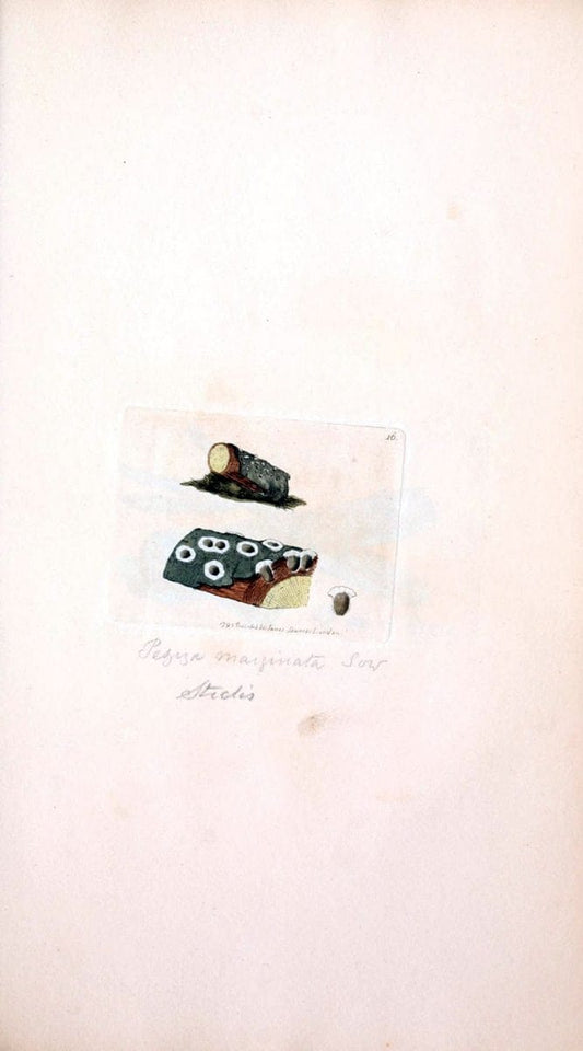 Coloured figures of English fungi or mushrooms. London,Printed by J. Davis,1797-[1809]. | England Mushrooms  | Vintage Print Reproduction 455375