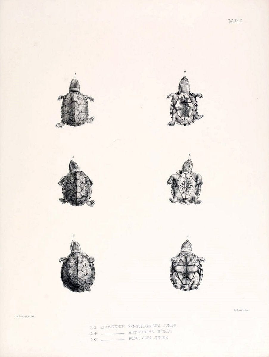 Dragable Image
