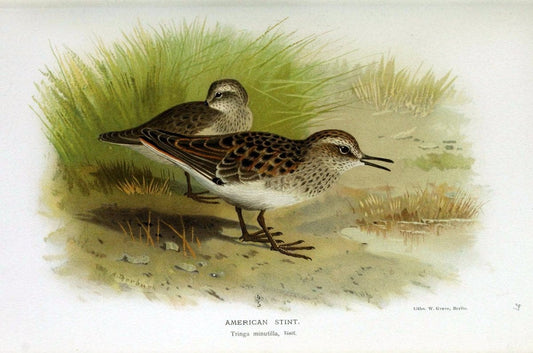 Coloured figures of the birds of the British Islands / issued by Lord Lilford. London :R | Birds "Great Britain" "Pictorial works"  | Vintage Print Reproduction 455378