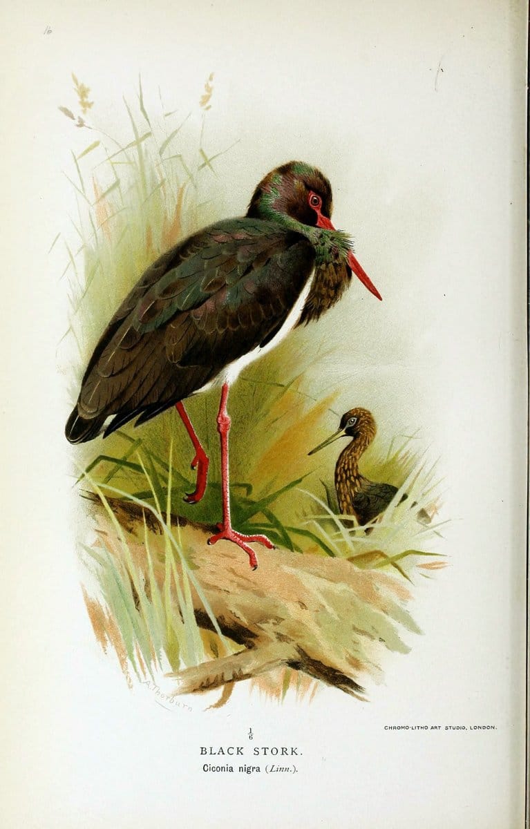 Coloured figures of the birds of the British Islands / issued by Lord Lilford. London :R | Birds "Great Britain" "Pictorial works"  | Vintage Print Reproduction 455381