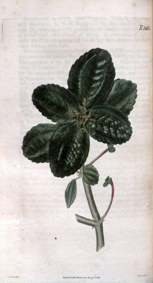 Curtis's botanical magazine. London ; New York [etc.] :Academic Press [etc.]. | "Botanical illustration" Botany Periodicals "Pictorial works" "Plants, Ornamental"  | Vintage Print Reproduction 455383
