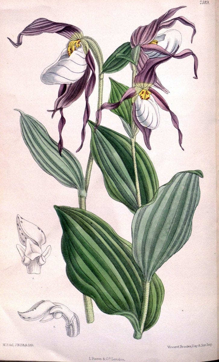 Curtis's botanical magazine. London ; New York [etc.] :Academic Press [etc.]. | "Botanical illustration" Botany Periodicals "Pictorial works" "Plants, Ornamental"  | Vintage Print Reproduction 455385