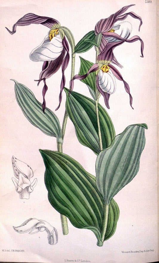 Curtis's botanical magazine. London ; New York [etc.] :Academic Press [etc.]. | "Botanical illustration" Botany Periodicals "Pictorial works" "Plants, Ornamental"  | Vintage Print Reproduction 455385