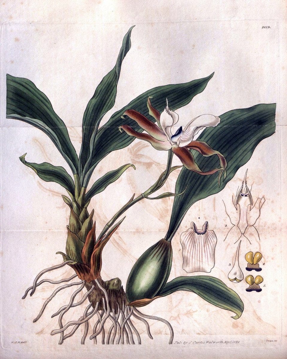 Curtis's botanical magazine. London ; New York [etc.] :Academic Press [etc.]. | "Botanical illustration" Botany Periodicals "Pictorial works" "Plants, Ornamental"  | Vintage Print Reproduction 455387