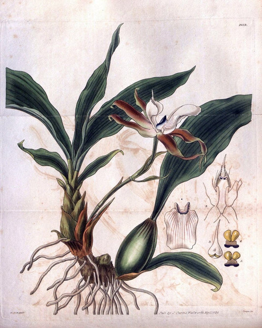 Curtis's botanical magazine. London ; New York [etc.] :Academic Press [etc.]. | "Botanical illustration" Botany Periodicals "Pictorial works" "Plants, Ornamental"  | Vintage Print Reproduction 455387