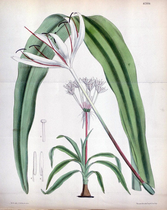 Curtis's botanical magazine. London ; New York [etc.] :Academic Press [etc.]. | "Botanical illustration" Botany Periodicals "Pictorial works" "Plants, Ornamental"  | Vintage Print Reproduction 455388