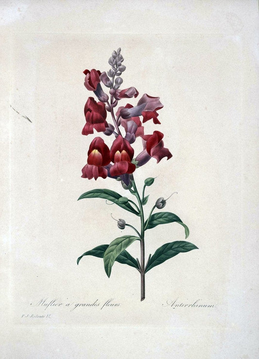 Choix des plus belles fleurs :.Paris :Ernest Panckoucke,[1833].  | 1833 Botany France Icones "Pictorial works"  | Vintage Print Reproduction 455390