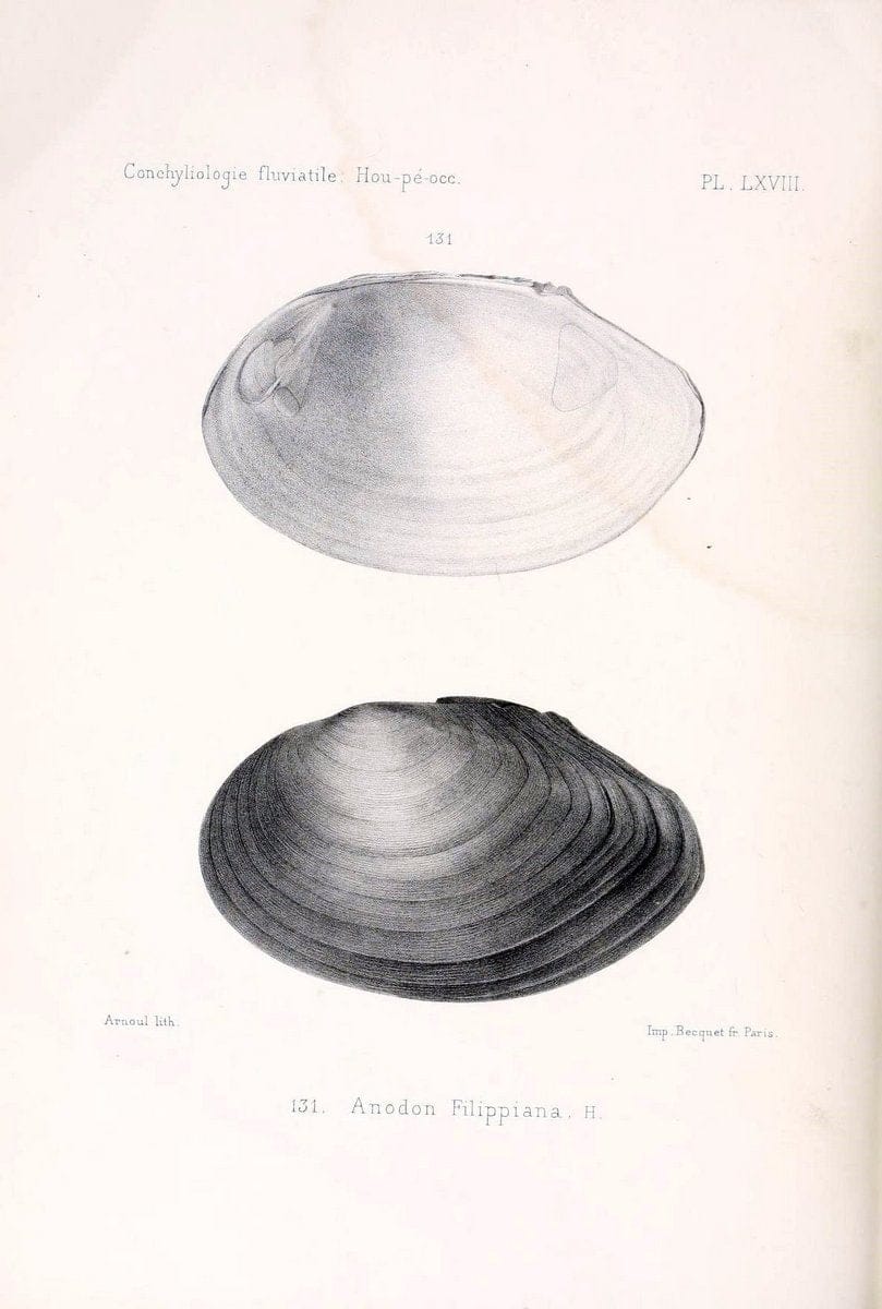 Conchyliologie fluviatile de la province de Nanking et de la Chine centrale /.Paris :Savy,[1875-1885]. | China Mollusks "Nanjing (Jiangsu Sheng)"  | Vintage Print Reproduction 455391