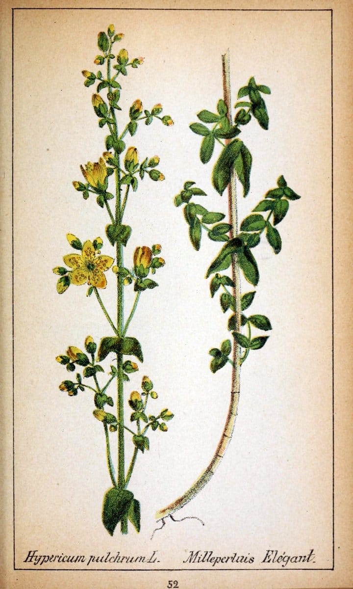 Choix de plantes de l'Europe centrale et particuliÃ¨rement de la Suisse et de la SavoieGe | Europe Central "Pictorial works" Plants "Savoy (France and Italy)" Switzerland  | Vintage Reproduction 455392