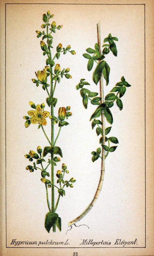 Choix de plantes de l'Europe centrale et particuliÃ¨rement de la Suisse et de la SavoieGe | Europe Central "Pictorial works" Plants "Savoy (France and Italy)" Switzerland  | Vintage Reproduction 455392