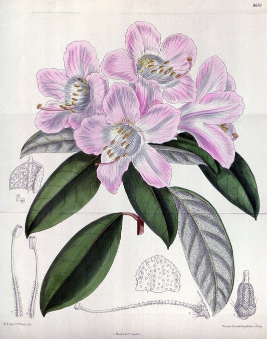 Curtis's botanical magazine. London ; New York [etc.] :Academic Press [etc.]. | "Botanical illustration" Botany Periodicals "Pictorial works" "Plants, Ornamental"  | Vintage Print Reproduction 455394