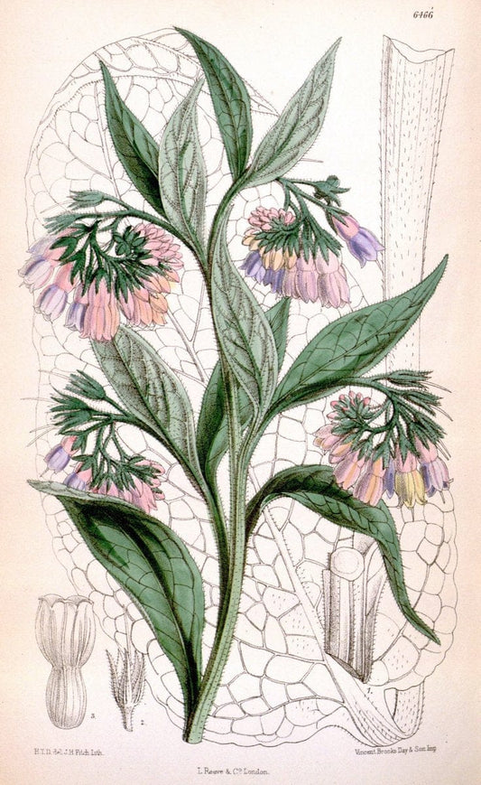 Curtis's botanical magazine. London ; New York [etc.] :Academic Press [etc.]. | "Botanical illustration" Botany Periodicals "Pictorial works" "Plants, Ornamental"  | Vintage Print Reproduction 455395