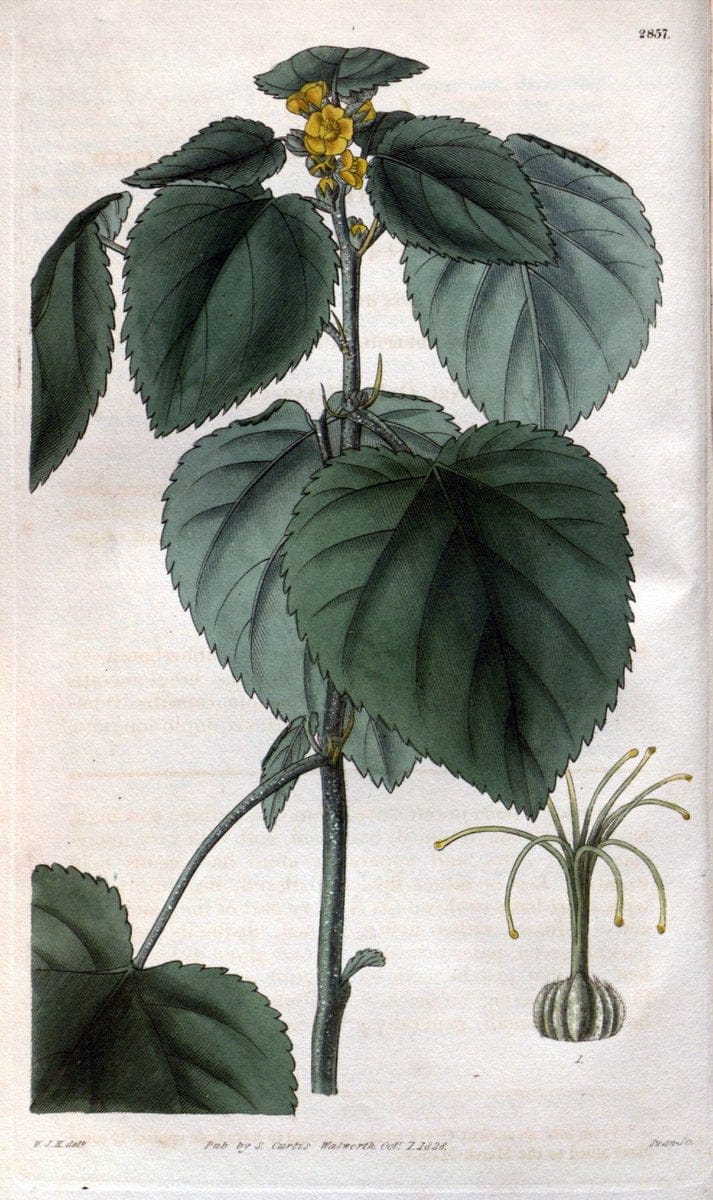 Curtis's botanical magazine. London ; New York [etc.] :Academic Press [etc.]. | "Botanical illustration" Botany Periodicals "Pictorial works" "Plants, Ornamental"  | Vintage Print Reproduction 455397