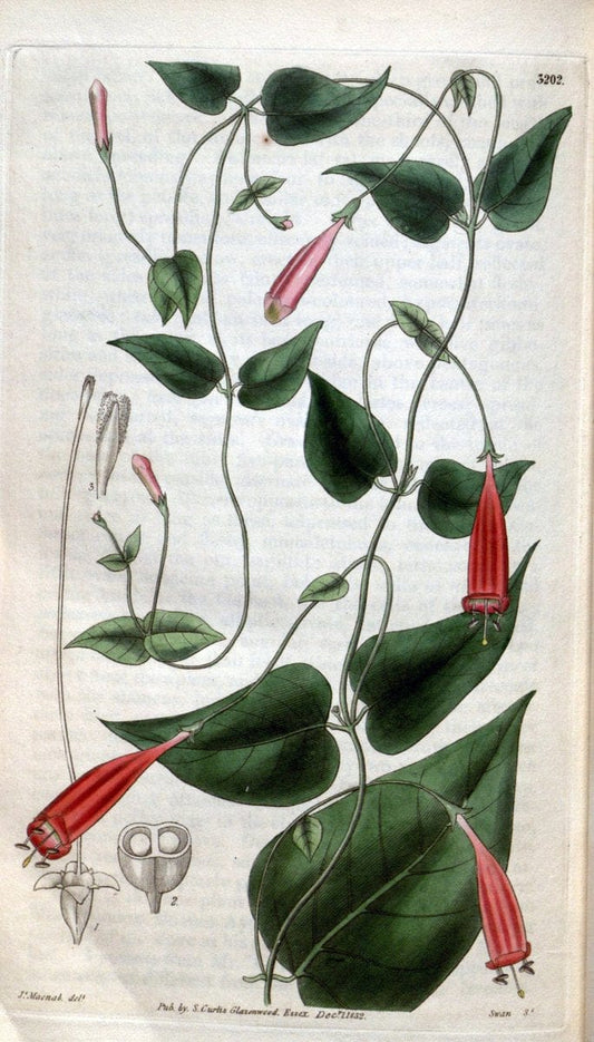 Curtis's botanical magazine. London ; New York [etc.] :Academic Press [etc.]. | "Botanical illustration" Botany Periodicals "Pictorial works" "Plants, Ornamental"  | Vintage Print Reproduction 455398