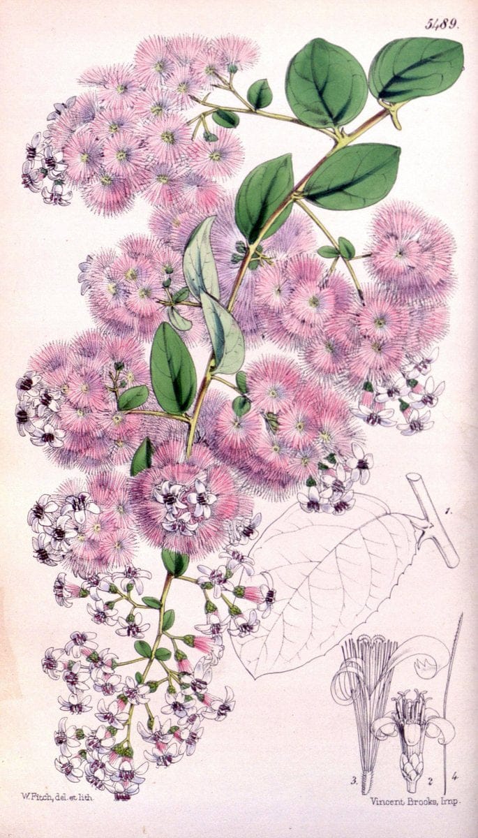 Curtis's botanical magazine..London ;New York [etc.] :Academic Press [etc.]. |  | Vintage Print Reproduction 455399