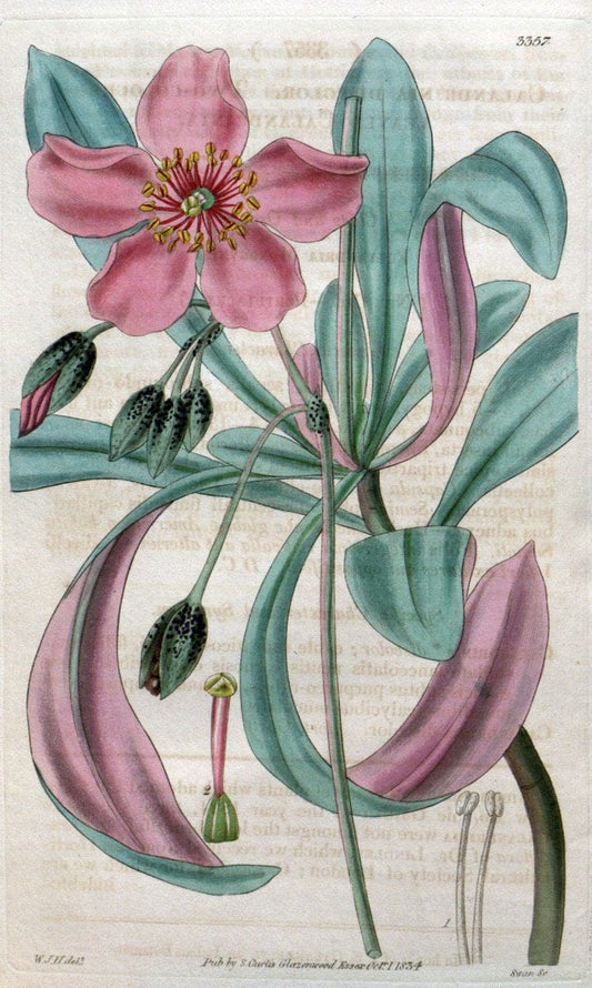 Curtis's botanical magazine..London ;New York [etc.] :Academic Press [etc.]. |  | Vintage Print Reproduction 455401