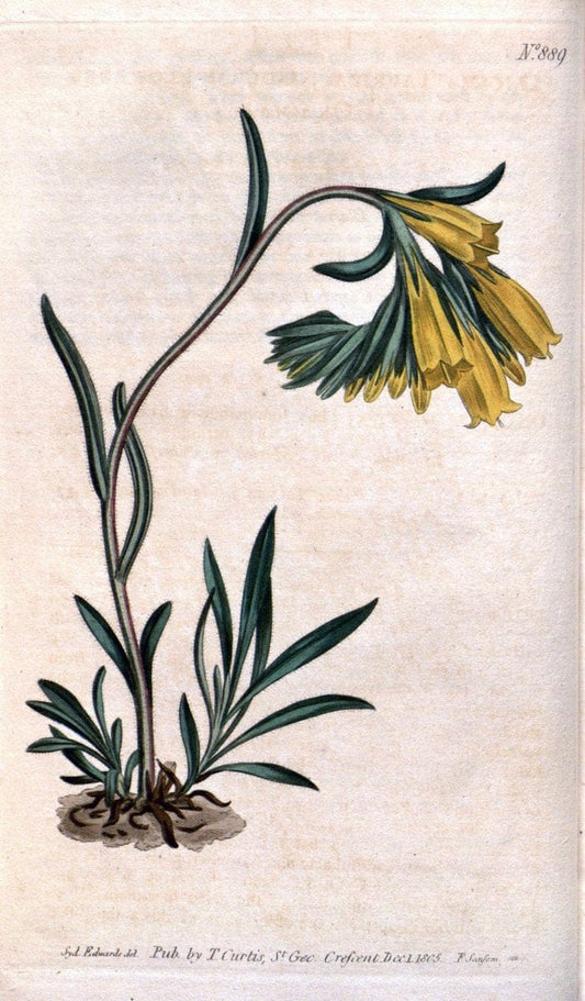 Curtis's botanical magazine. London ;New York [etc.] :Academic Press [etc.]. | Botany Periodicals "Pictorial works"  | Vintage Print Reproduction 455402
