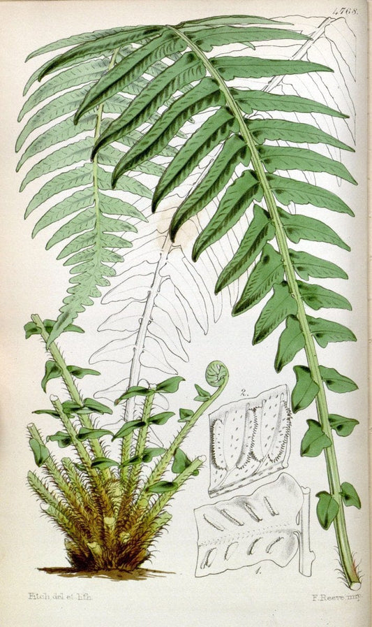 Curtis's botanical magazine. London ;New York [etc.] :Academic Press [etc.]. | Botany Periodicals "Pictorial works"  | Vintage Print Reproduction 455403
