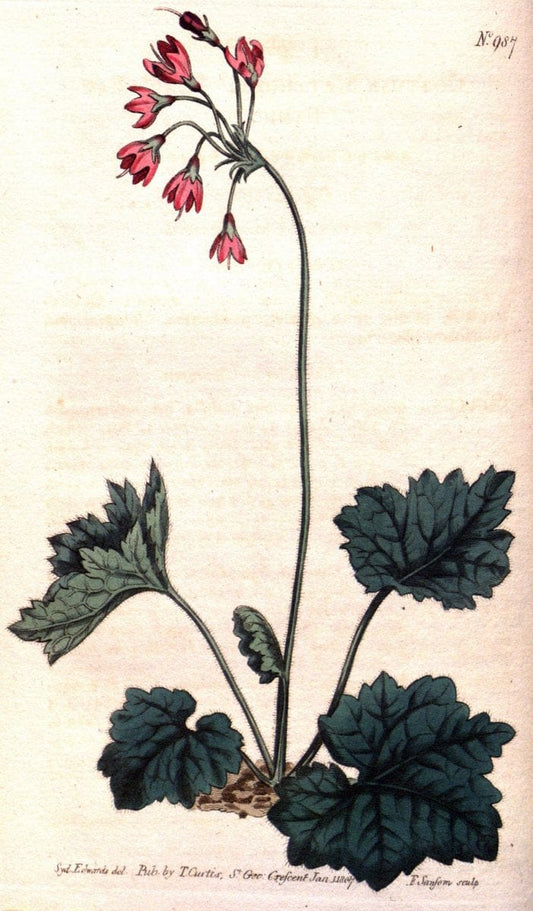Curtis's botanical magazine. London ;New York [etc.] :Academic Press [etc.]. | Botany Periodicals "Pictorial works"  "taxonomy:binomial=Cortusa matthioli" | Vintage Print Reproduction 455404
