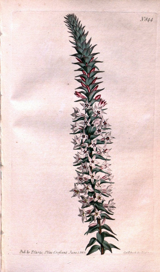 Curtis's botanical magazine. London ;New York [etc.] :Academic Press [etc.]. | Botany Periodicals "Pictorial works"  | Vintage Print Reproduction 455405